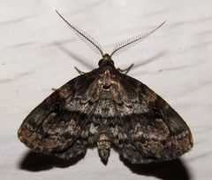 Melanomma auricinctaria by (c) Nick Block, some rights reserved (CC BY), uploaded by Nick Block. Used under a CC-BY license.