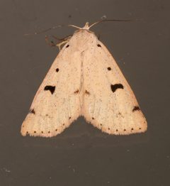 Scolecocampa atriluna by (c) Laura Gaudette, some rights reserved (CC BY), uploaded by Laura Gaudette. Used under a CC-BY license.