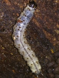 Scolecocampa liburna by (c) Mark Richman, some rights reserved (CC BY), uploaded by Mark Richman. Used under a CC-BY license.