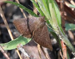 Argyrostrotis erasa by (c) Lauren McLaurin, some rights reserved (CC BY), uploaded by Lauren McLaurin. Used under a CC-BY license.