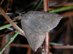 Argyrostrotis flavistriaria by (c) Roger Rittmaster, some rights reserved (CC BY), uploaded by Roger Rittmaster. Used under a CC-BY license.