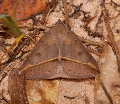 Argyrostrotis flavistriaria by (c) Laura Gaudette, some rights reserved (CC BY), uploaded by Laura Gaudette. Used under a CC-BY license.