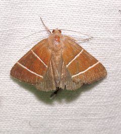 Argyrostrotis quadrifilaris by (c) Laura Gaudette, some rights reserved (CC BY), uploaded by Laura Gaudette. Used under a CC-BY license.