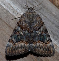 Catocala epione by (c) Andy Reago & Chrissy McClarren, some rights reserved (CC BY). Used under a CC-BY license.
