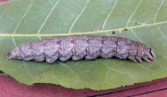 Catocala epione by (c) jimeckert49, some rights reserved (CC BY). Used under a CC-BY license.