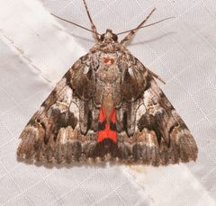 Catocala violenta by (c) Laura Gaudette, some rights reserved (CC BY), uploaded by Laura Gaudette. Used under a CC-BY license.