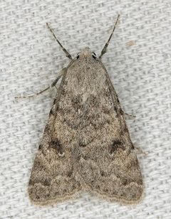 Drasteria inepta by (c) Colin Croft, some rights reserved (CC BY), uploaded by Colin Croft. Used under a CC-BY license.