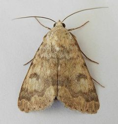 Drasteria inepta by (c) jimeckert49, some rights reserved (CC BY). Used under a CC-BY license.