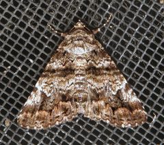 Metria amella by (c) Nick Block, some rights reserved (CC BY), uploaded by Nick Block. Used under a CC-BY license.