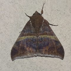 Ophisma tropicalis by (c) Arthur de Jesús Chavarría Pérez, some rights reserved (CC BY), uploaded by Arthur de Jesús Chavarría Pérez. Used under a CC-BY license.