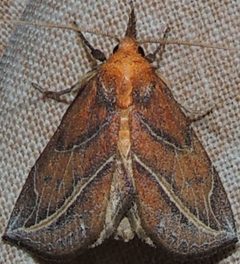 Phyprosopus by (c) Andy Reago & Chrissy McClarren, some rights reserved (CC BY). Used under a CC-BY license.