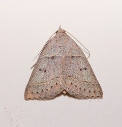 Ptichodis pacalis by (c) Laura Gaudette, some rights reserved (CC BY), uploaded by Laura Gaudette. Used under a CC-BY license.
