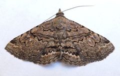 Toxonprucha repentis by (c) jimeckert49, some rights reserved (CC BY). Used under a CC-BY license.