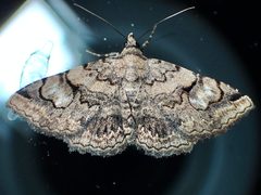 Toxonprucha repentis by (c) Sue Carnahan, some rights reserved (CC BY), uploaded by Sue Carnahan. Used under a CC-BY license.