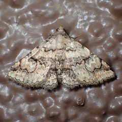 Toxonprucha repentis by (c) Sue Carnahan, some rights reserved (CC BY), uploaded by Sue Carnahan. Used under a CC-BY license.