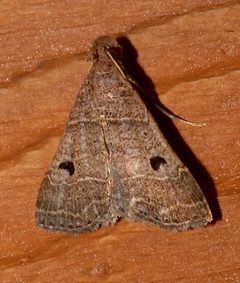 Bleptina flavivena by (c) Laura Gaudette, some rights reserved (CC BY), uploaded by Laura Gaudette. Used under a CC-BY license.