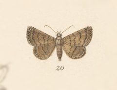 Carteris oculatalis by no rights reserved, uploaded by Andreas Manz. Used under a CC0 license.