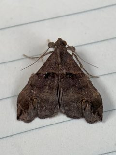 Lascoria alucitalis by (c) Thomas Irvine, some rights reserved (CC BY), uploaded by Thomas Irvine. Used under a CC-BY license.