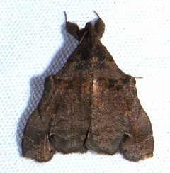Lascoria orneodalis by no rights reserved, uploaded by kcthetc1. Used under a CC0 license.