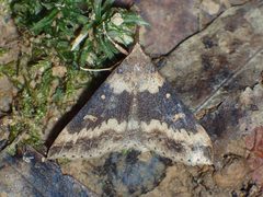 Renia discoloralis by (c) John P Friel, some rights reserved (CC BY), uploaded by John P Friel. Used under a CC-BY license.