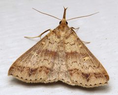 Renia discoloralis by (c) Nick Block, some rights reserved (CC BY), uploaded by Nick Block. Used under a CC-BY license.