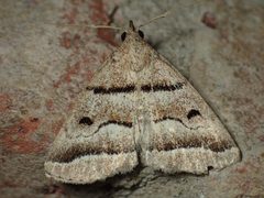 Zanclognatha atrilineella by (c) John P Friel, some rights reserved (CC BY), uploaded by John P Friel. Used under a CC-BY license.