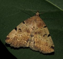 Zanclognatha lituralis by (c) Nick Block, some rights reserved (CC BY), uploaded by Nick Block. Used under a CC-BY license.