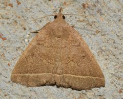 Zanclognatha marcidilinea by (c) Andy Reago & Chrissy McClarren, some rights reserved (CC BY). Used under a CC-BY license.