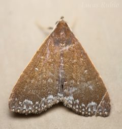 Aristaria theroalis by (c) Lucas Rubio, some rights reserved (CC BY), uploaded by Lucas Rubio. Used under a CC-BY license.