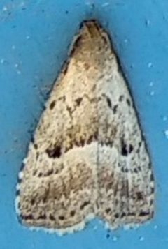 Hypenodes fractilinea by (c) alicia penney, some rights reserved (CC BY), uploaded by alicia penney. Used under a CC-BY license.