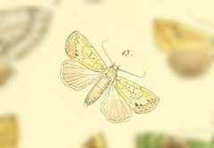 Janseodes melanospila by no rights reserved, uploaded by Andreas Manz. Used under a CC0 license.