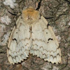 Lymantria dispar by (c) Patrick Hanly, some rights reserved (CC BY), uploaded by Patrick Hanly. Used under a CC-BY license.
