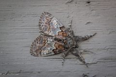 Dasychira plagiata by no rights reserved, uploaded by Kent P. McFarland. Used under a CC0 license.