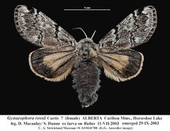 Gynaephora rossii by (c) Doug Macaulay, some rights reserved (CC BY), uploaded by Doug Macaulay. Used under a CC-BY license.