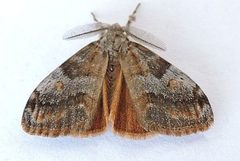 Orgyia leuschneri by (c) jimeckert49, some rights reserved (CC BY). Used under a CC-BY license.