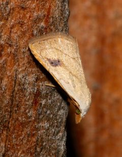 Rivula propinqualis by (c) Laura Gaudette, some rights reserved (CC BY), uploaded by Laura Gaudette. Used under a CC-BY license.