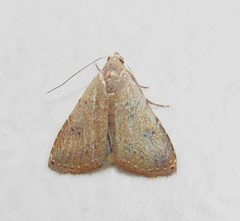 Rivula pusilla by no rights reserved, uploaded by Kahio Tiberio Mazon. Used under a CC0 license.