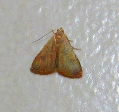 Rivula pusilla by no rights reserved, uploaded by Kahio Tiberio Mazon. Used under a CC0 license.