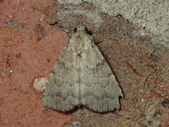 Arugisa latiorella by (c) John P Friel, some rights reserved (CC BY), uploaded by John P Friel. Used under a CC-BY license.