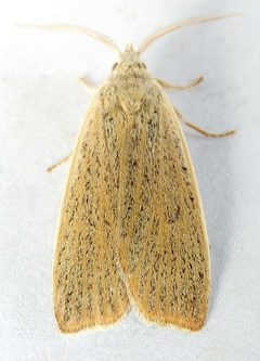 Scolecocampinae by (c) jimeckert49, some rights reserved (CC BY). Used under a CC-BY license.
