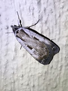 Tathorhynchus exsiccata by (c) gonodactylus, some rights reserved (CC BY), uploaded by gonodactylus. Used under a CC-BY license.