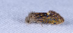 Dyseriocrania griseocapitella by (c) Trevor Edmonson, some rights reserved (CC BY), uploaded by Trevor Edmonson. Used under a CC-BY license.