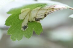 Eriocrania semipurpurella by (c) J Straka, some rights reserved (CC BY), uploaded by J Straka. Used under a CC-BY license.