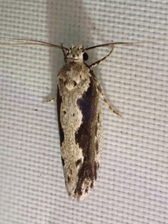 Ethmia semiombra by (c) Cat, some rights reserved (CC BY), uploaded by Cat. Used under a CC-BY license.