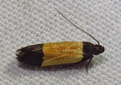 Anacampsis coverdalella by (c) David Dodd, some rights reserved (CC BY), uploaded by David Dodd. Used under a CC-BY license.