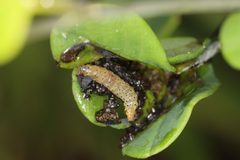 Anacampsis lupinella by (c) Jake McCumber, some rights reserved (CC BY), uploaded by Jake McCumber. Used under a CC-BY license.