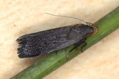 Anacampsis lupinella by (c) Jake McCumber, some rights reserved (CC BY), uploaded by Jake McCumber. Used under a CC-BY license.