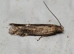 Aproaerema palpilineella by (c) Nick Block, some rights reserved (CC BY), uploaded by Nick Block. Used under a CC-BY license.