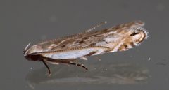 Battaristis nigratomella by (c) Nick Block, some rights reserved (CC BY), uploaded by Nick Block. Used under a CC-BY license.