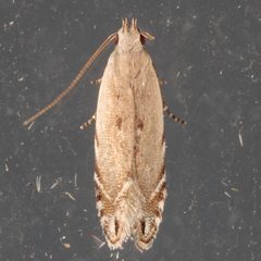 Battaristis nigratomella by (c) Victor Engel, some rights reserved (CC BY), uploaded by Victor Engel. Used under a CC-BY license.